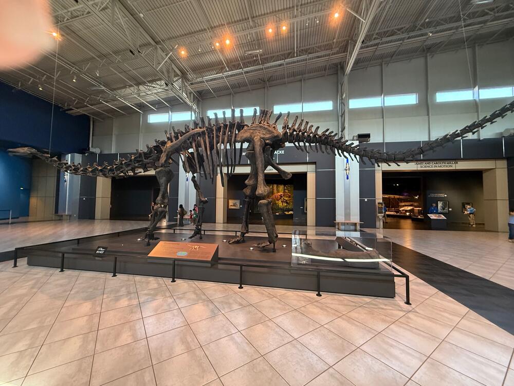 A Brontosaurus fossil cast welcomes visitors to the Tellus Science Museum.