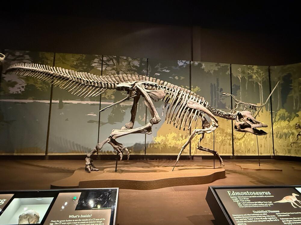 An Edmontosaurus fossil cast on display at Tellus Science Museum