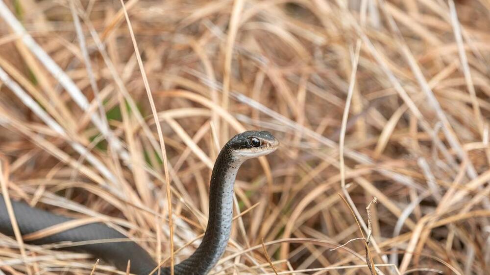 The southern black racer is one of Georgia’s 40 non-venomous snakes that are protected by law from being hunted or killed. Richard Stovall/Unsplash