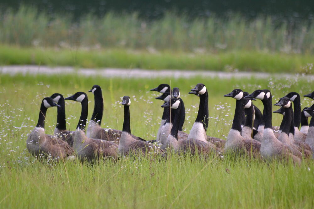 A flock of Canada geese in a field.
