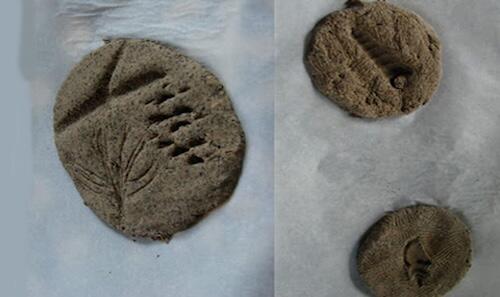 Homemade Fossils