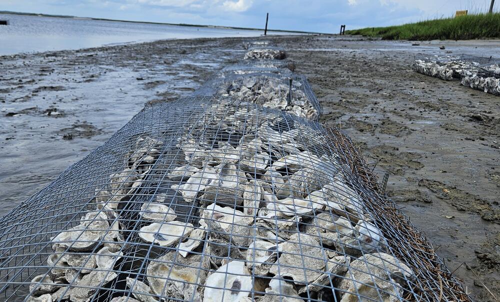 Wire mesh cages containing oyster shells and pine straw are designed to help rebuild oyster reefs along Teakettle Creek in McIntosh County.