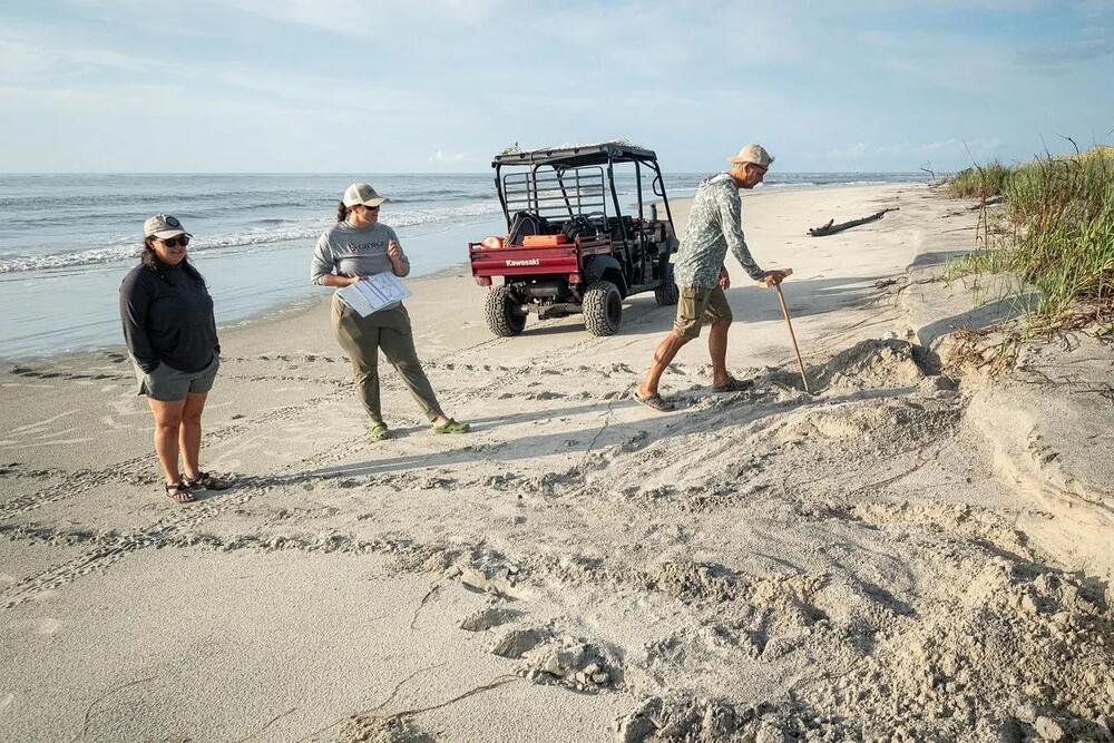 Volunteer Ashley Raybould, Jessica Thompson, and Mark Dodd with the Georgia Dept. of Natural Resources inspect the site of a sea turtle “false crawl” on Sapelo Island, GA, on June 25, 2025. A “false crawl” is when a sea turtle comes ashore but does not lay its eggs. Light pollution can sometimes be the cause of a turtle not laying its eggs. Credit: Justin Taylor/The Current GA/CatchLight Local