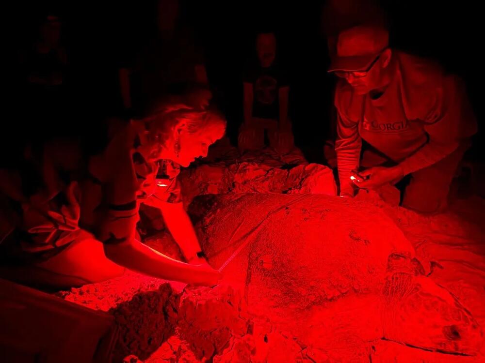 Jewles Gozdick and Mark Dodd with the Georgia Dept. of Natural Resources take measurements of a nesting loggerhead sea turtle on Sapelo Island, GA, on June 25, 2025. Credit: Justin Taylor/The Current GA/CatchLight Local