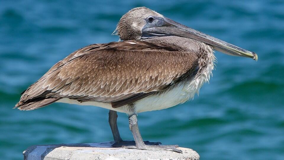 The brown pelican is among the species protected by Georgia's bird island rule, which prohibits public access to certain coastal islands and sandbars.