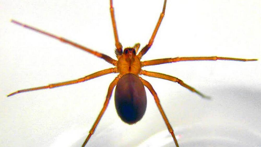 Because so many spiders are brown, the brown recluse spider has become an eight-legged terror for Georgia residents. File photo