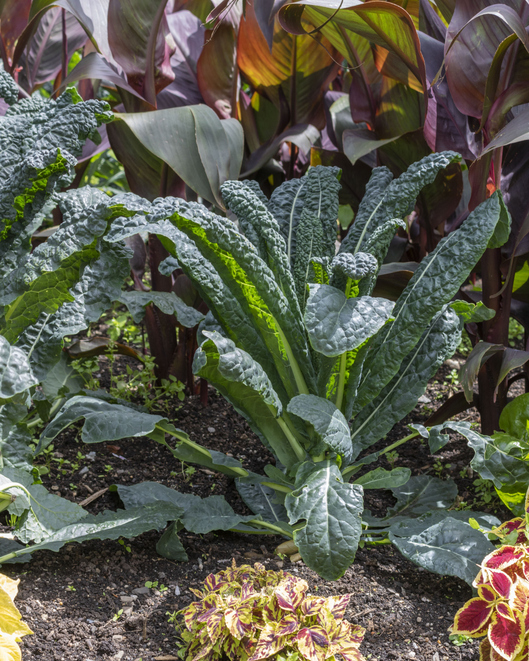 An edible plant used in landscaping