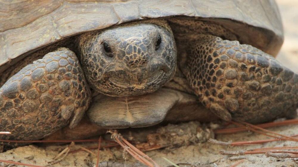 Gopher tortoises are considered a keystone species because they dig burrows that provide shelter for approximately 350 other species. Josiah Lavender Open Space Institute 
