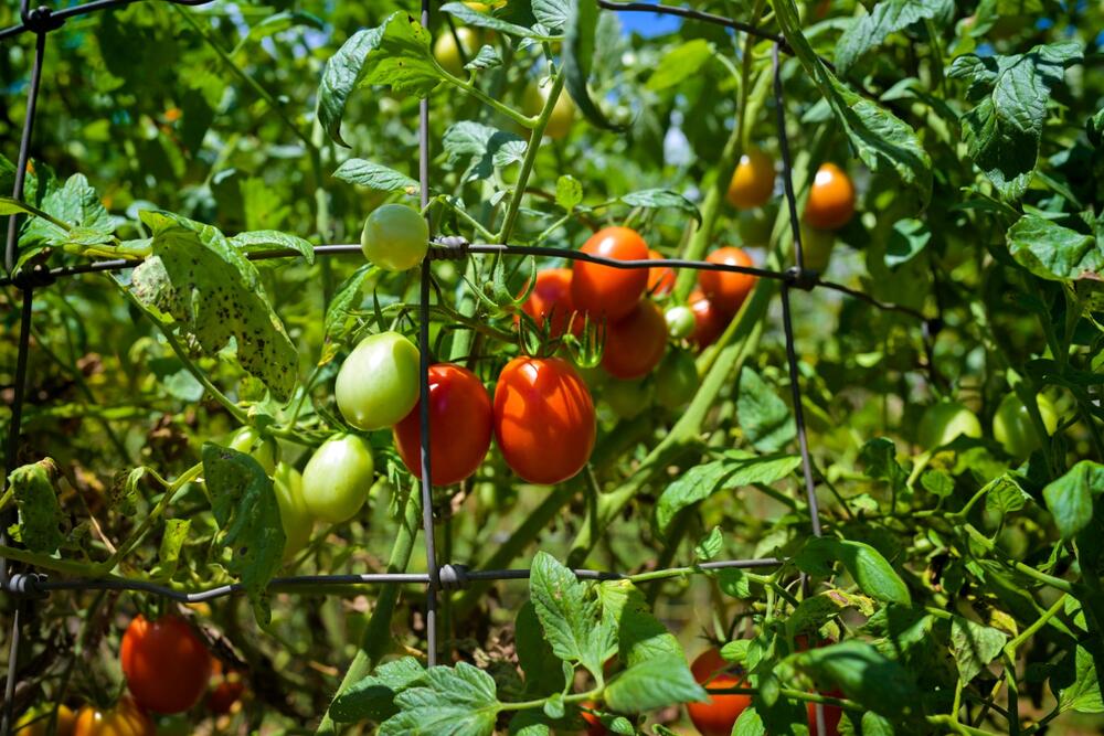 Tomatoes growing in a tomato cage.