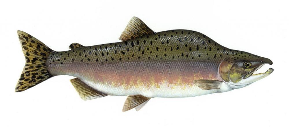 Pink Salmon, Courtesy, <a href="http://commons.wikimedia.org/wiki/File:Pink_salmon_FWS.jpg" target="_blank">WIkimedia</a>