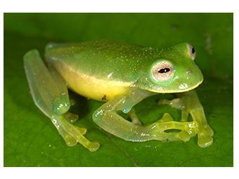 Image of the newest glassfrog from amphiaweb.org