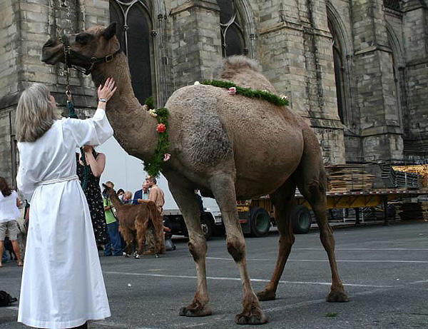 A camel is prepped to attend the pet blessing service at the Cathedral at Saint John the Divine.