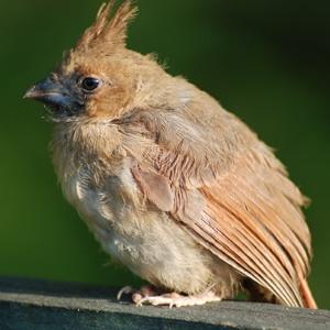 Baby Cardinal Baby Cardinal