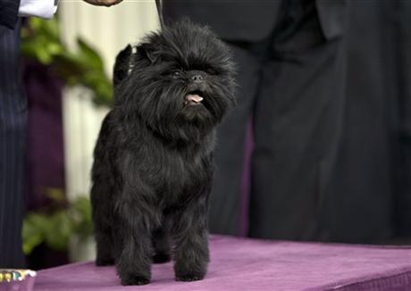 Banana Joe wins best in show at the 137th Westminister Dog Show. (Photo via AP)