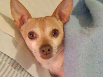 Bijou is surprised by an impromptu photo while he's relaxing in bed.