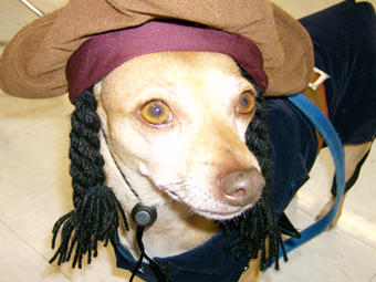 Bijou dresses as Captain Jack Sparrow at the annual Petco Halloween party.