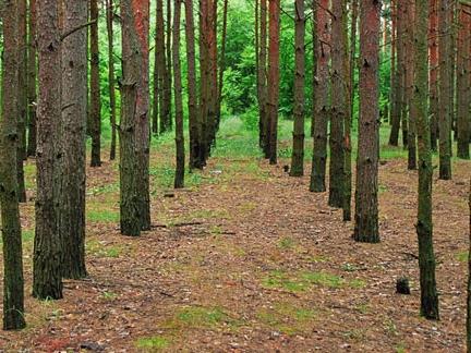 Biomass is a Major New Source for Energy @ Georgia Power