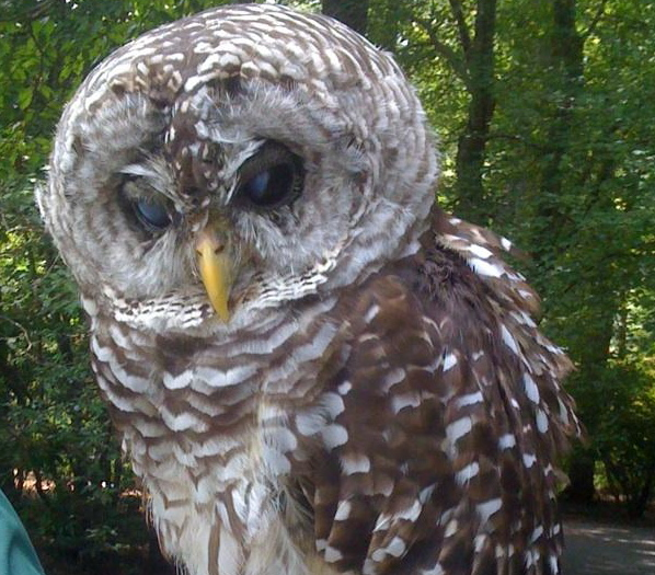 Hooty the owl... no pics of the goldfish but they were there!