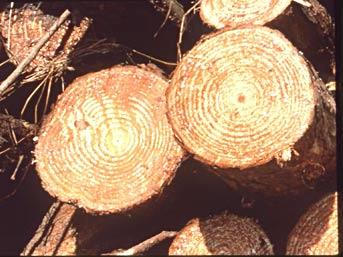 CatchMark Timber Trust is based out of Atlanta.