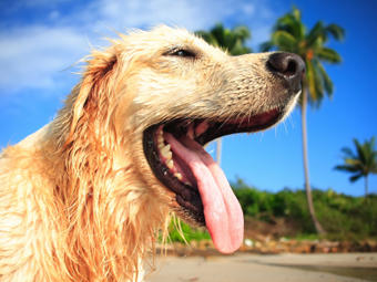 Dr. Johnson recommends bringing containers of water for to keep your dogs hydrated during roadtrips.