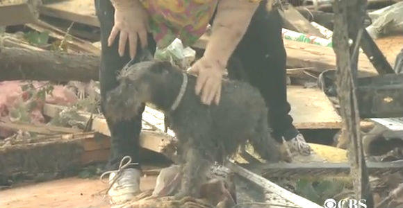 This dog was pulled from the Oklahoma tornado rubble during an interview.