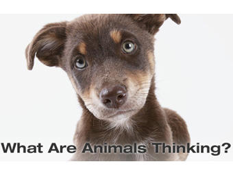 NOVA scienceNOW: What are Animals Thinking? | Georgia Public Broadcasting
