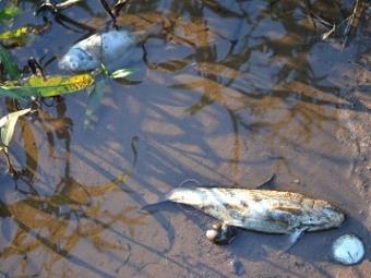 Image from the Ogeechee River fish kill last fall Image from the Ogeechee River fish kill last fall