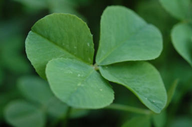 Four leaf clover!