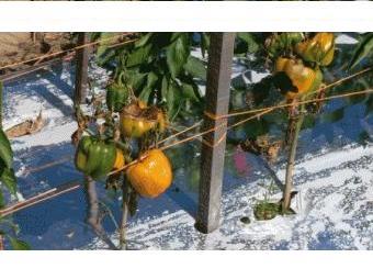 BELL PEPPERS with sunscald and fruit decay due to heat stress. Photo by Juan Carlos Diaz-Perez, University of Georgia