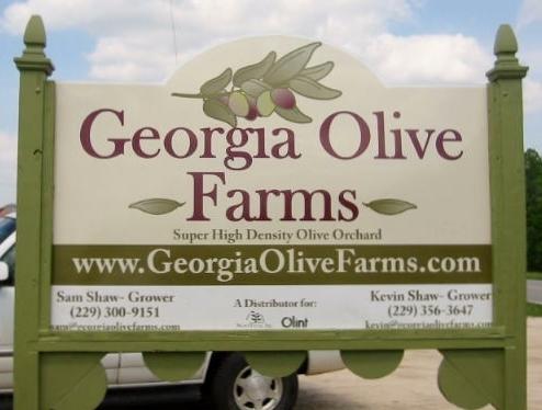 Georgia Olive Farms is Leading an American Emergence in Olive Oil Production