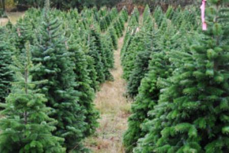 Georgia Christmas Tree Farms are Growing