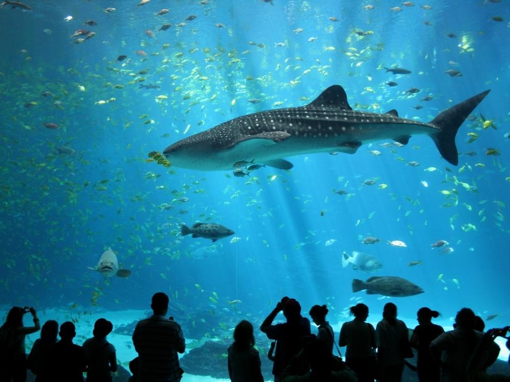 The Georgia Aquarium is on of the state's top tourist attractions