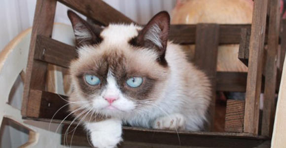 Image courtesy grumpycats.com