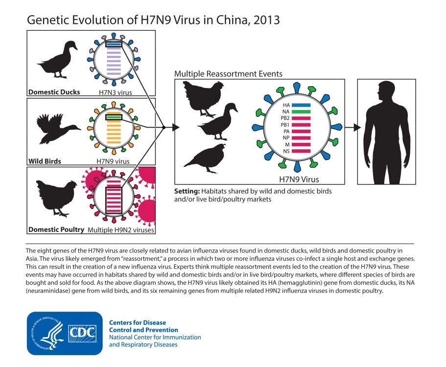 Courtesy, <a href="http://www.cdc.gov/flu/avianflu/h7n9-images.htm" target=""_blank>CDC</a>