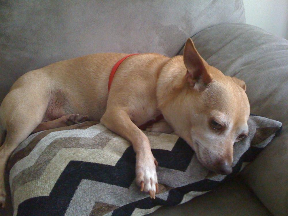 Bijou settles into his new home.
