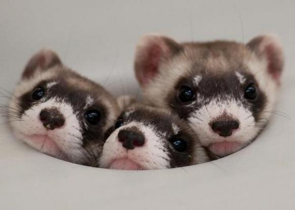 l-how-about-three-cute-ferrets.jpg