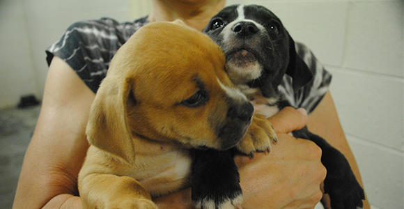 Image from lifelineanimal.org