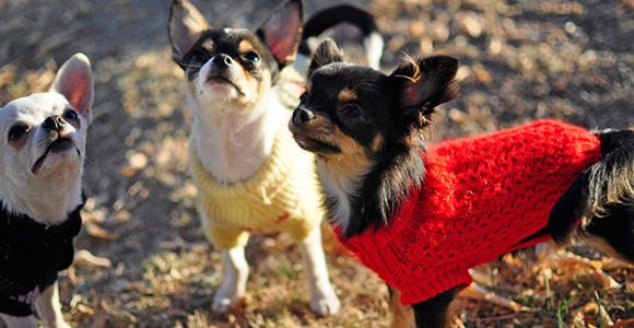 Dog sweaters aren't just cute, they do keep dogs warm by retaining body heat. Image via Flickr.com