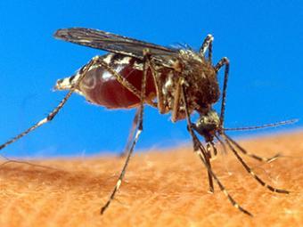 Mosquito