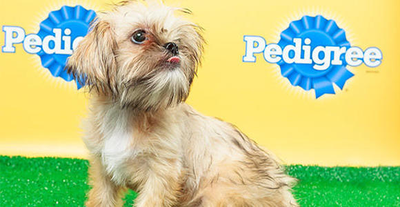 Poppy from Georgia's Shih Tzu & FurBabies Rescue is part of the starting line-up. (Image courtesy animalplanet.com.)