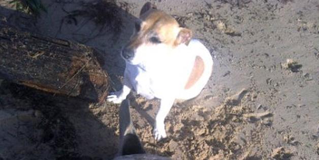 Rosie the dog at Keurbooms Beach two years ago. (Photo via Facebook).