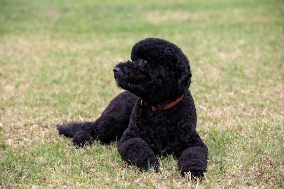 Sunny the White House dog "chillaxes" on the lawn. (Photo courtesy Photo by Pete Souza.)