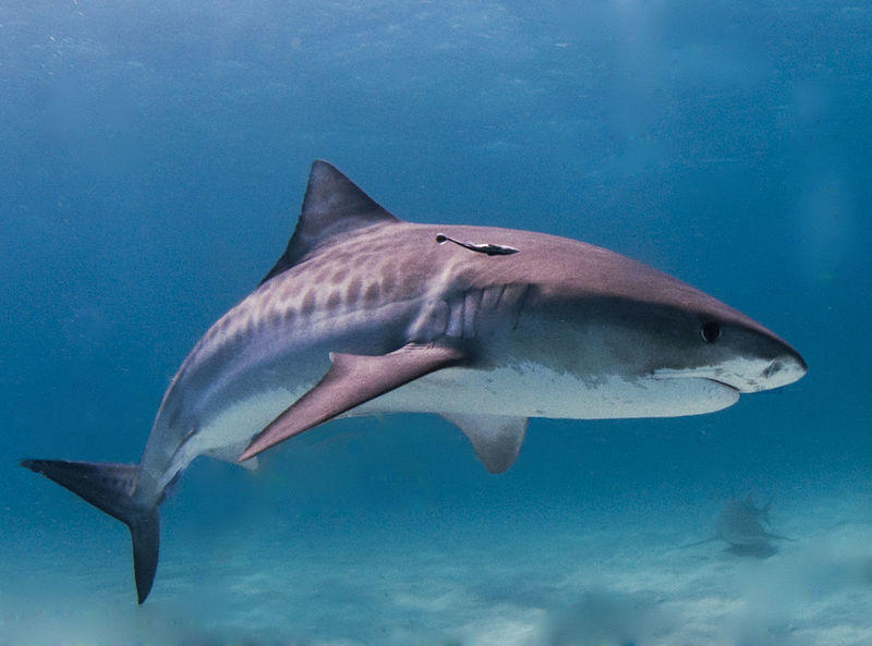 Tiger Shark: image via WikiCommons (Albert Kok)