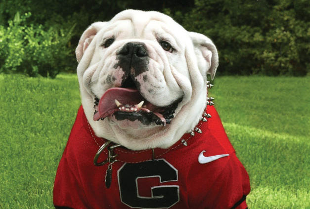 The Dawgs Offering Online Business Degree Program Georgia Public Broadcasting