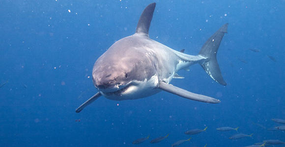 Photo courtesy http://greatwhiteshark3d.com. Photo courtesy http://greatwhiteshark3d.com.