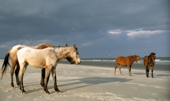 Cumberland Island where horses roan the beaches.