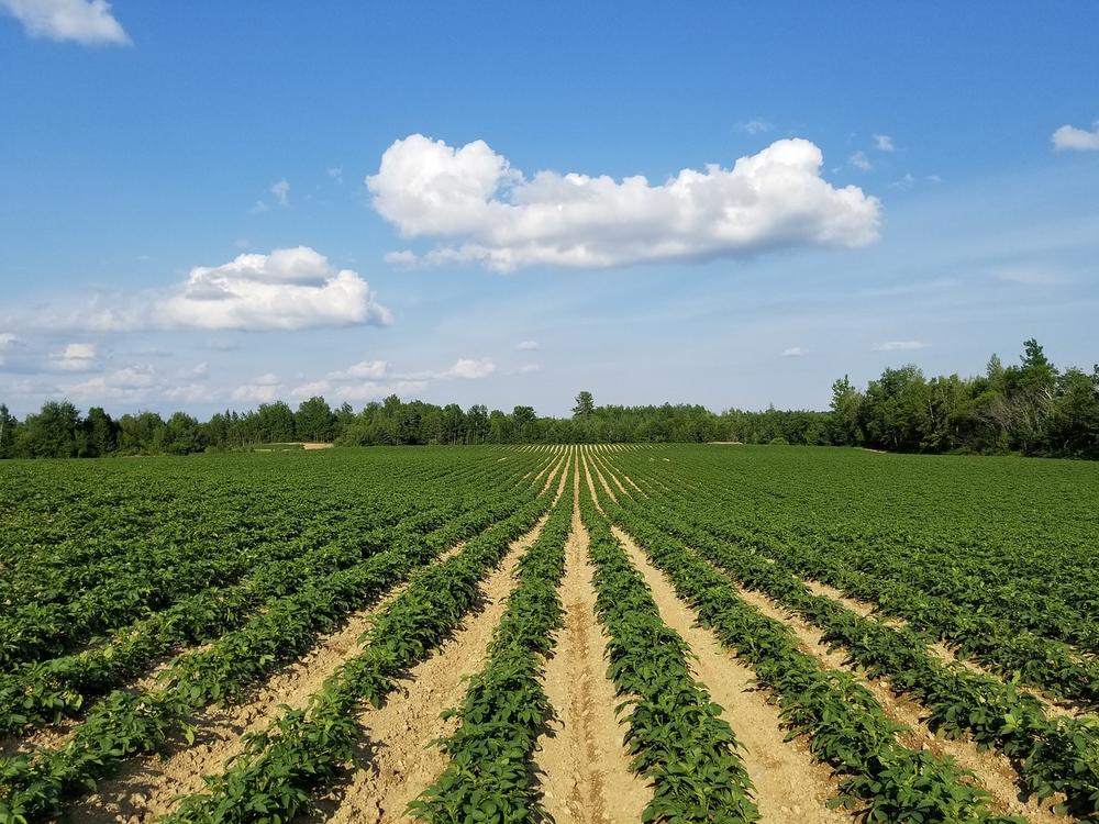 Rows of crops on a farm