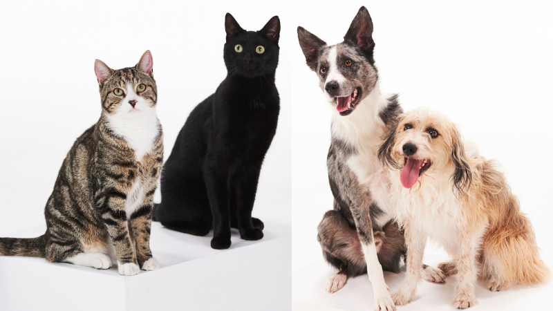 Dogs that are Good with Cats: Finding Canines that Like Felines