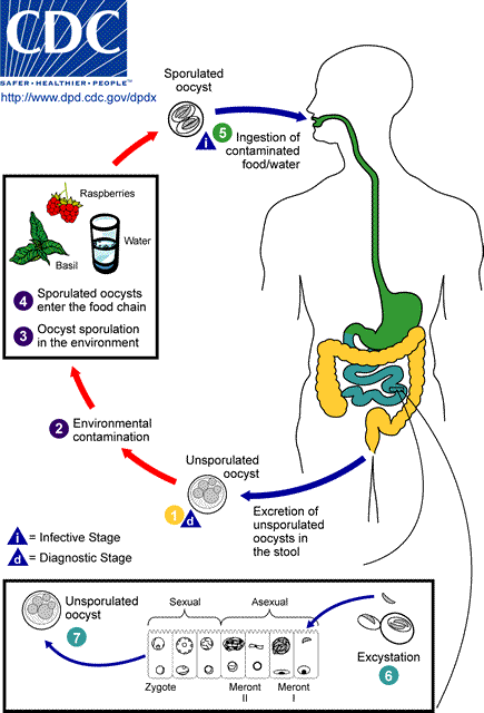 cyclosporiasis_transmission.gif