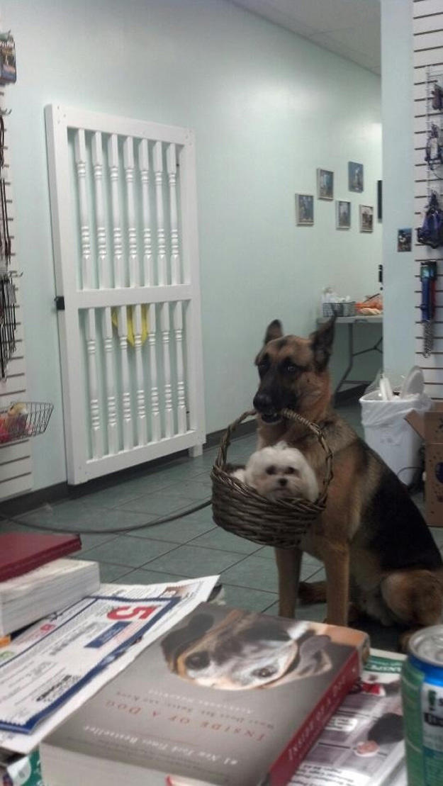 dog-carrying-dog-in-basket.jpg